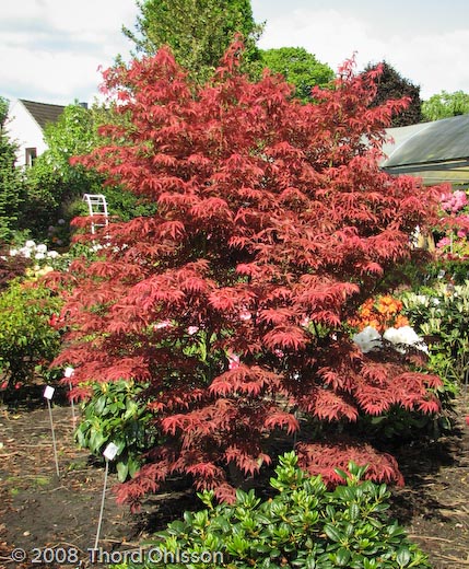Acer palmatum 'Fior de Arancio'